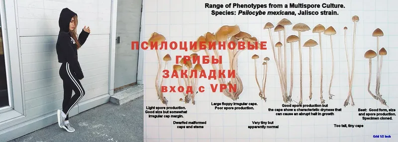 OMG ONION  Кириллов  это состав  Псилоцибиновые грибы ЛСД 